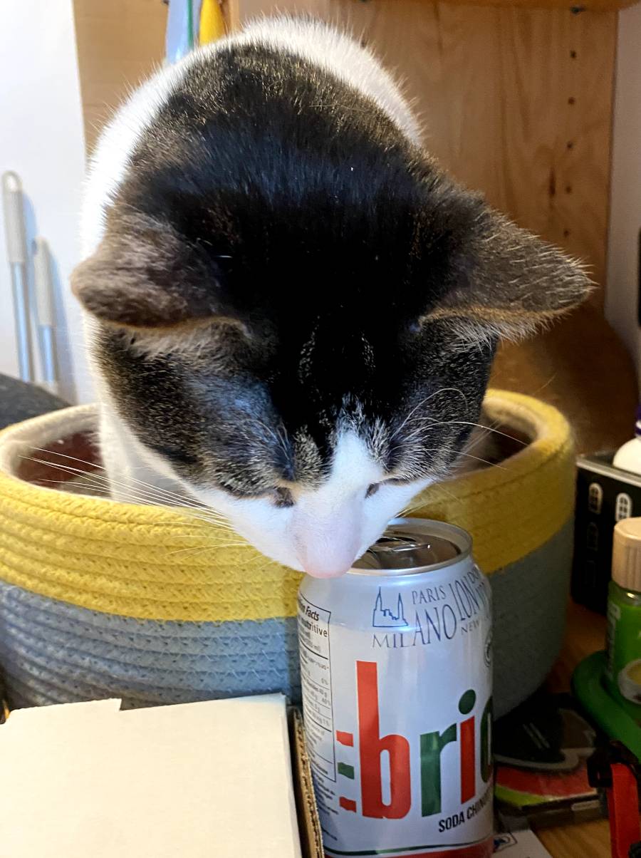 Brio sniffing a can of pop